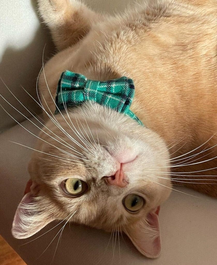 Scotch the cat, again!